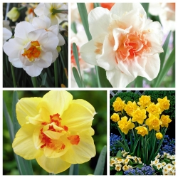 Daffodil berbunga dua - Pemilihan jenis yang paling menarik - 60 pcs - 