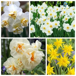 Poet's daffodil - مجموعة من أربعة أصناف - 60 قطعة؛ نرجس الشاعر ، النرجس ، عين الدراج ، الزهر ، الزنبق الوردي - 