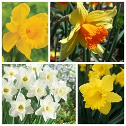 Trumpet daffodil - Pilihan varietas - 60 pcs - 