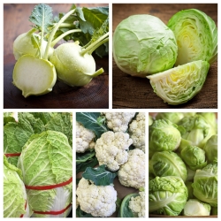 Légumes chou - lot 2 - graines de 5 espèces de plantes potagères - 