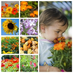 Happy Garden - set of seeds of 8 plants' species that children can grow