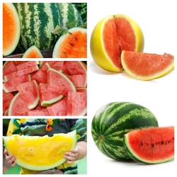 Watermelon - set of seeds of 5 vegetable plants' varieties
