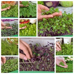 Microgreens - Fit pack - grande aggiunta alle insalate - set da 10 pezzi + contenitore in crescita -  - semi