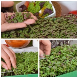 Microgreens - Orientale - erakordne maitse ja aroom, suurepärane lisand Aasia toitudele - 3-osaline komplekt kasvava mahutiga -  - seemned