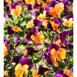 Viool Grootbloemig - Orange Violet - oranje - paarse - 240 zaden - Viola x wittrockiana