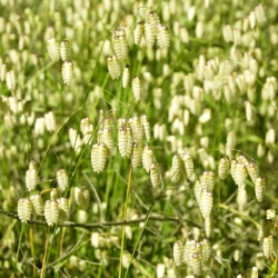 Suuremad maitsetaimed - Briza maxima - 500 seemnet - seemned