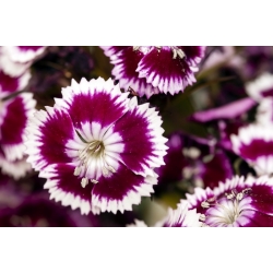 Édes William Holborn Glory magok - Dianthus barbatus - 450 mag