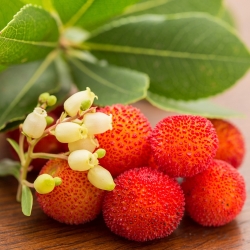 स्ट्रॉबेरी ट्री सीड्स - अरबुटस यूनेडो - 