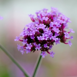 Verbena alta, sementes de verbena Purpletop - Verbena bonariensis - 500 sementes - Verbena patagonica