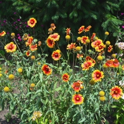 일반적인 Blanketflower의 씨앗 - Gaillardia aristata - 300 종자