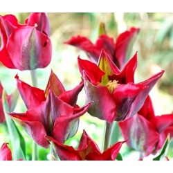 Tulipa Omnyacc - pacote de 5 peças