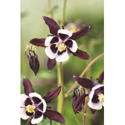 Gemeine Akelei - William Guiness - schwarze Blüten; Gewöhnliche Akelei, Wald-Akelei