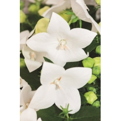 プラティコドン、風船の花–白;桔梗 - 