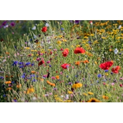 Flowery Meadow - a seed mix of over 40 species - 100 gram