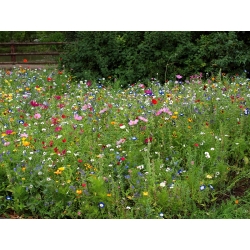 Blomstrende eng - utvalg av over 40 arter eng blomstrende planter - 100 gram - frø