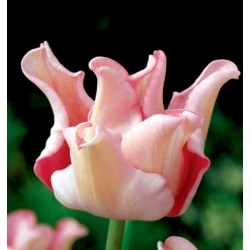 Hình ảnh hoa tulip dí dỏm - 5 chiếc. - 