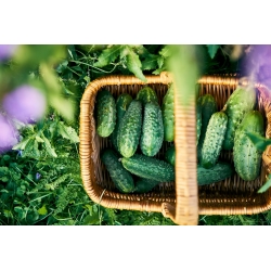 Field cucumber 'Scanner' - early variety for preserves