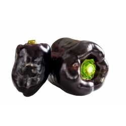 Sweet pepper 'Zulu' - black, block-shaped variety for cultivation on the field