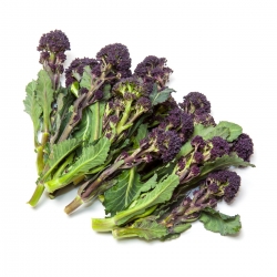 Brokoli 'Tumbuhan Ungu Dini' - Brassica oleracea var. botrytis italica - biji