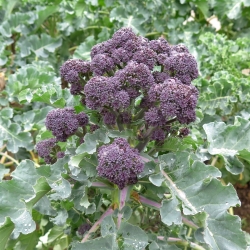 Broccoli 'Early Purple Sprouting'