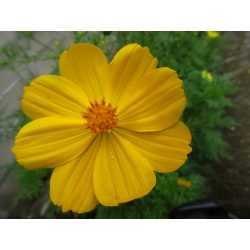  Cosmos - amarillo -  Cosmos bipinnatus - semillas