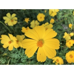 Paprastoji kosmėja - geltonas -  Cosmos bipinnatus - sėklos