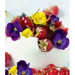 Edible Flowers - Large-flowered garden pansy - colour variety mix
