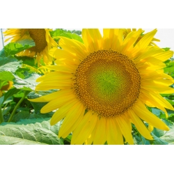 Trpasličí okrasná slunečnice - Green Hobbit - pro pěstování v květináčích -  - semena