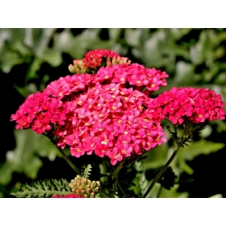 Common yarrow – Paprika – red