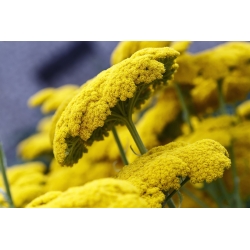 Fernleaf řebříček - Parkerův - žlutý; nosní houba, milfoil - Achillea millefolium