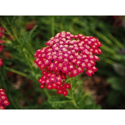 Șorț comun - roșu - roșu - Achillea millefolium