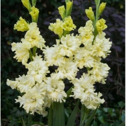 Gladiolus לימון Frizzle - 5 יח ' - Gladiolus Lemon Frizzle
