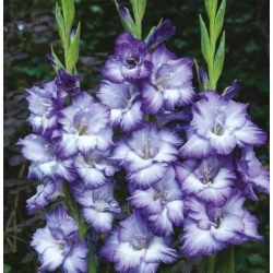 Gladiolus Triton – 5 pcs