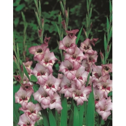 Gladiolus Vera Lynn - 5 pcs; sword lily