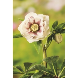 Hellebores - Bollene; Hoa hồng đậu lăng - 