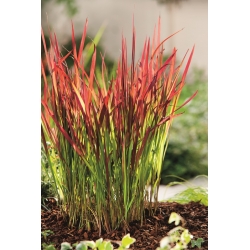 Cogongrass - البارون الأحمر - 1 قطعة؛ عشب كوناي - 