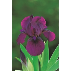 Карликовый ирис, ирис пумила - фиолетовые цветы - вишневый сад; карликовый ирис