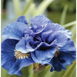 Iris siberia berbunga ganda - Concord Crush; bendera siberia - Iris sibirica