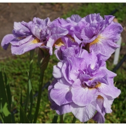 Iris bunga Siberia berbunga ganda - Imperial Opal; Bendera Siberia - Iris sibirica