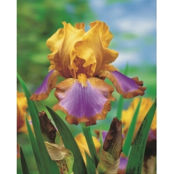 Bearded iris - Brown lasso; German bearded iris