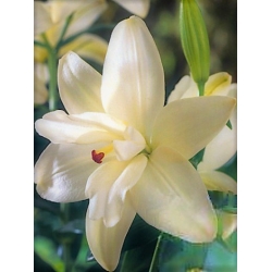 Double Asiatic lily - ความฝันของ Annemaries - 