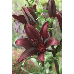 Asiatic lily - Night Flyer