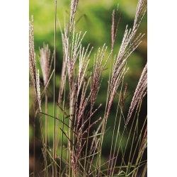 Maiden silvergrass - Extrême-Orient - 