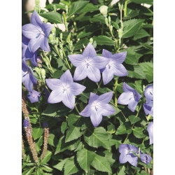 प्लैटाइकोडोन, बैलून फूल - फ़ूजी ब्लू; चाइनीज बेलफलर - 