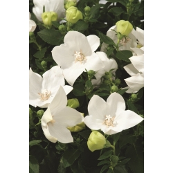 Platycodon, fiore a palloncino - Bianco; Bellflower cinese