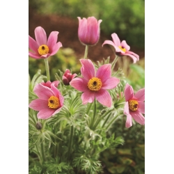 Pasque flower - розовые цветы - рассада; pasqueflower, обыкновенный цветок pasque, европейский pasqueflower