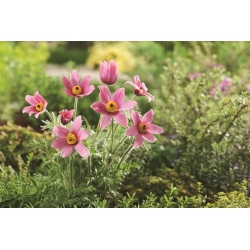 Flor de Pascua - flores rosadas - plántulas; pasqueflower, flor pasque común, pasqueflower europeo