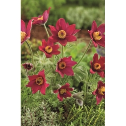 Pasque flor - flores vermelhas - mudas; pasqueflower, pasqueflower comum, pasqueflower europeu - 