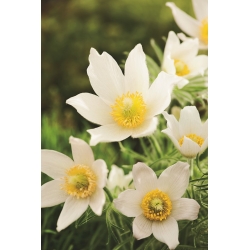 Pasque blomst - hvite blomster - frøplante; pasqueflower, vanlig pasque blomst, europeisk pasqueflower