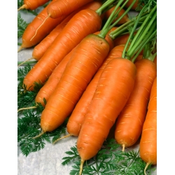 Zanahorias Kongo -  Daucus carota - Kongo - semillas